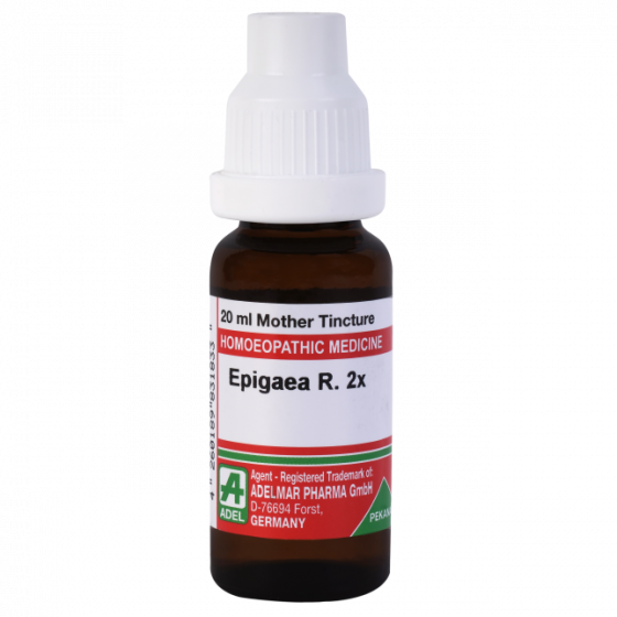 Adel Epigaea R 2x Mother Tincture Q