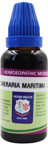 Father Muller Cineraria Maritima Q