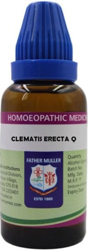 Father Muller Clematis Erecta Q