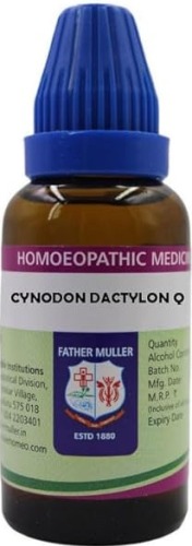 Father Muller Cynodon Dactylon Q