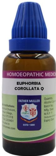 Father Muller Euphorbia Corollata Q