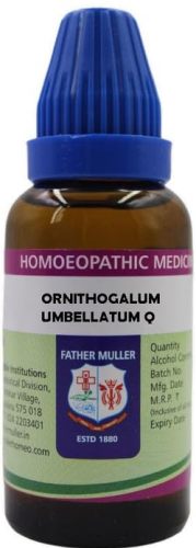 Father Muller Ornithogalum Umbellatum Q