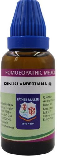 Father Muller Pinus Lambertiana Q
