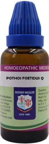 Father Muller Pothos Foetidus Q